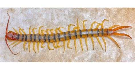 Centipede Pictures Az Animals