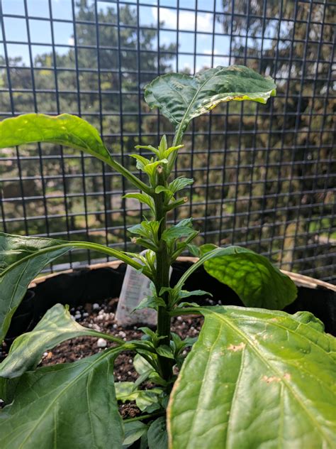 Topped my ghost pepper plant a few weeks ago. Hope it works out ...