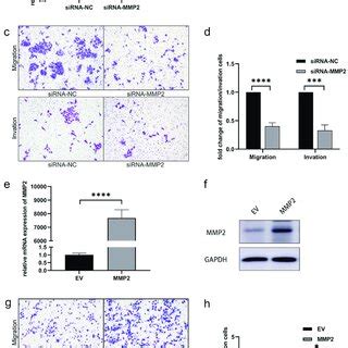 Mir Inhibits Htr Svneo Cell Migration And Invasion A B The