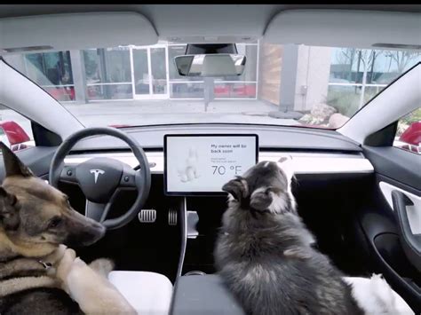 Tesla Reveals New "Dog Mode" to Keep Your Pup Cool While Out and About ...