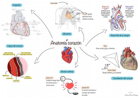 Ideas De Tarea Mapa Mental Del Corazon Cosas De Enfermeria The Best