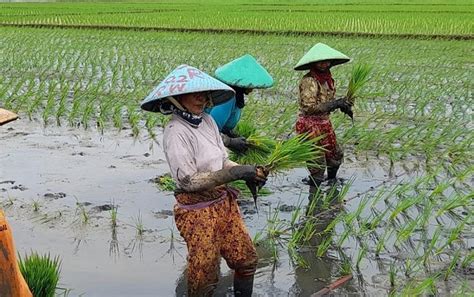 Petani Di Batang Diminta Antisipasi Serangan Hama Dan Banjir Herald