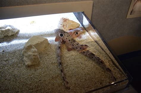 Epaulette Sharks That Big Black Spot Was A Dead Giveaway Flickr