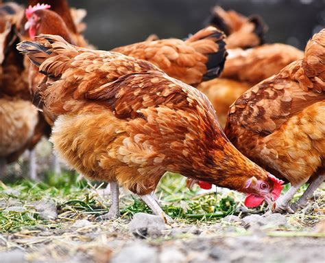 ADM Animal Nutrition | The Poultry Site