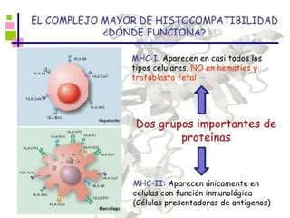 Complejo Mayor De Histocompatibilidad Inmunologia Ppt