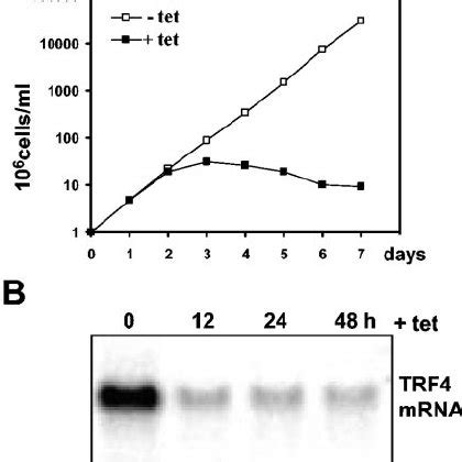 RNAi Of The T Brucei TRF4 A Growth Curve Of The TRF4 RNAi Cell