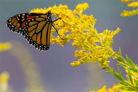 Monarch Nectar Plants for Ohio