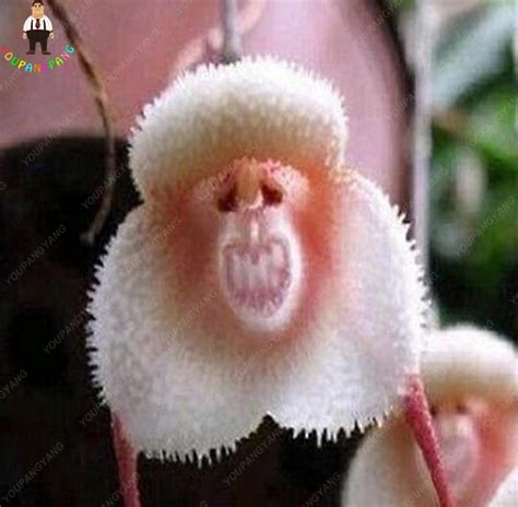 100pcs Rare Orchid Plants Japanese Monkey Face Flower Home Garden