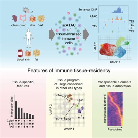 Single Cell Chromatin Accessibility And Transposable Element Landscapes