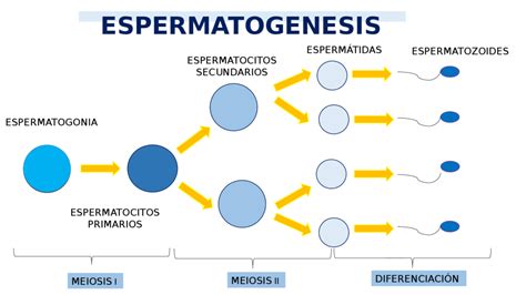 Esquema De La Espermatogénesis ¡fotos And Guía 2021