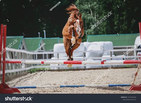 Portrait Red Trakehner Stallion Horse Jumping Stock Photo 1451023334 ...