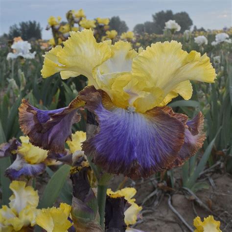 Iris Germanica Adventurous White Flower Farm