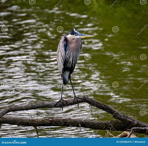 Closeup Of A Great Blue Heron On A Branch On A Pond Stock Photo Image