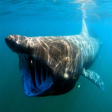 Alien Sharks: 8 Of The World’s Strangest Aquatic Creatures | Travel Channel