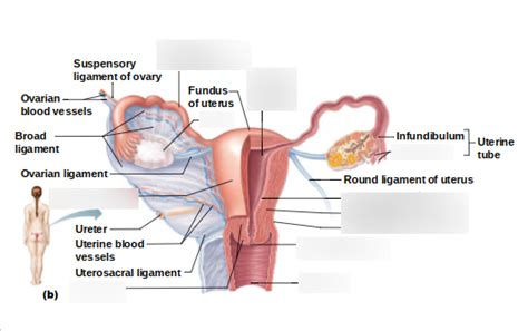 Female Reproductive System Diagram 1 Diagram Quizlet