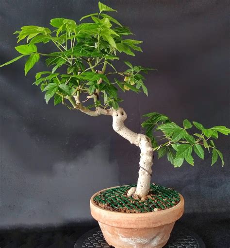 Acer Negundo Bonsai Descubre Su Versatilidad Única