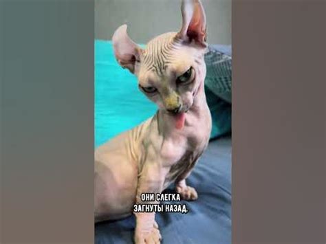 Породы кошек с короткими лапами #коты #кот #shorts - YouTube