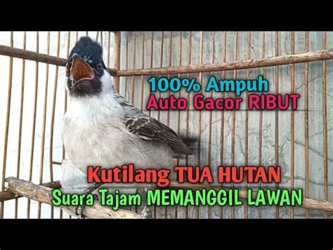 Suara Burung Kutilang Gacor Asli Tanpa Isian Ampuh Untuk Pikat