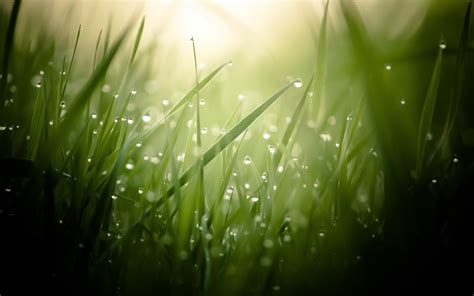 Wallpaper Sunlight Leaves Nature Reflection Plants Water Drops