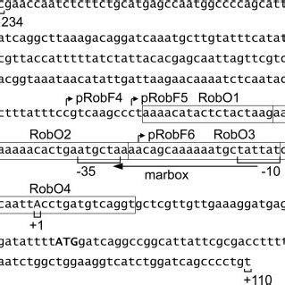 Northern Blot Analysis Of Rob Transcripts Following Mara Induction