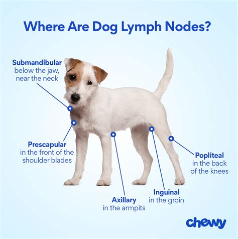 Dog Lymph Nodes Diagram