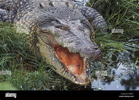 Australisches Salzwasserkrokodil Stockfotos Und Bilder Kaufen Alamy