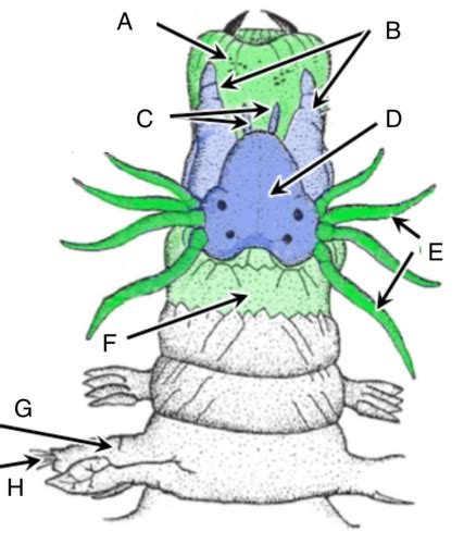 Annelida Flashcards Quizlet