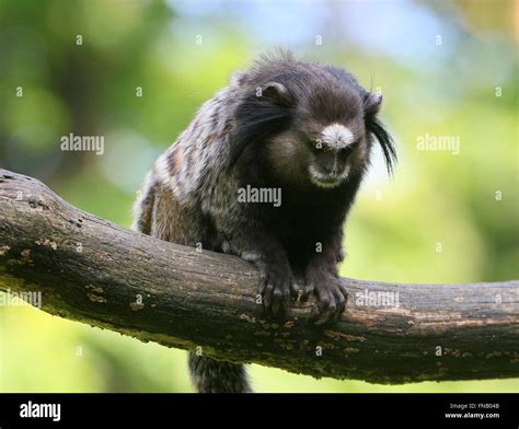 Black Tufted Ear Marmoset Callithrix Penicillata Native To The Brazilian Amazon A K A Black