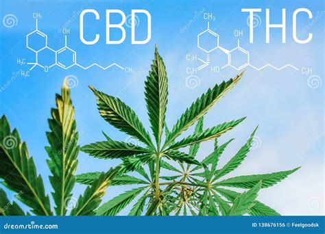 Cannabis De La Formule Cbd Thc Formule Chimique De Cannabidiol Et De