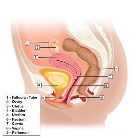 Prolapse Uterus