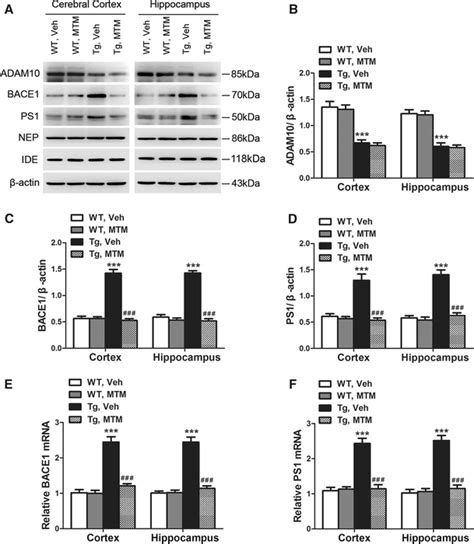 Mithramycin A Mtm Treatment Inhibits Bace And Ps Gene Expression