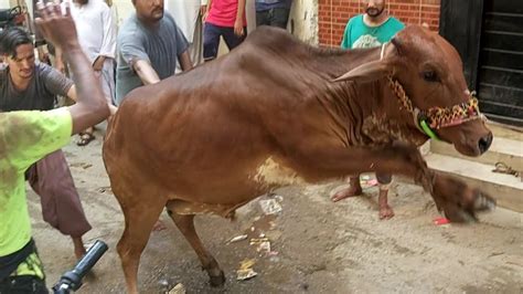 Cow Qurbani 2020 Beautiful Cow Qurbani At Bakra Eid 2020 Eid Ul Adha