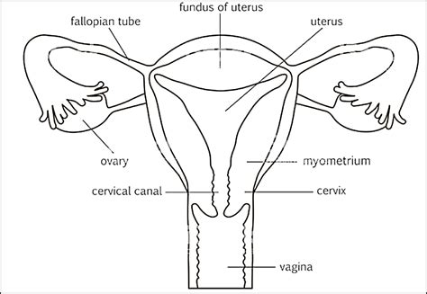 Draw A Labeled Diagram Of Female Reproductive System And Explain Uterus