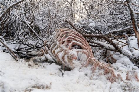 Hunter Charged After Bear Carcass Found Near Klukshu Yukon Cbc News