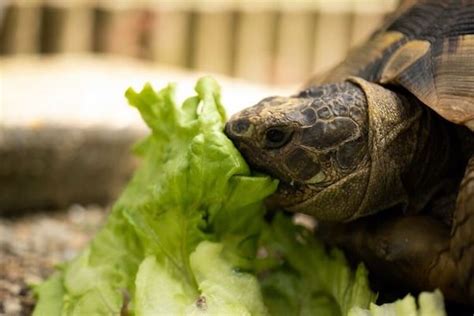 What Does a Pet Turtle Eat? | Learn What to Feed Your Turtle