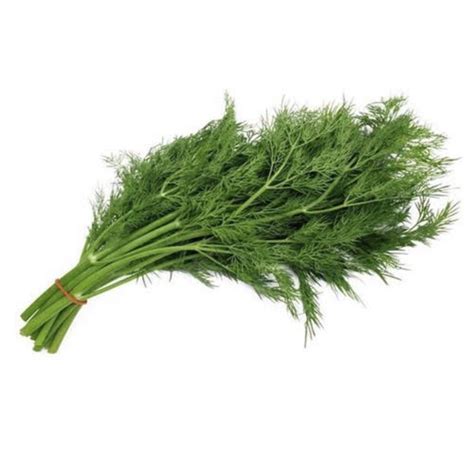 Jual Gr Sayur Daun Dill Fennel Adas Sowa Adas Manis Segar Shopee