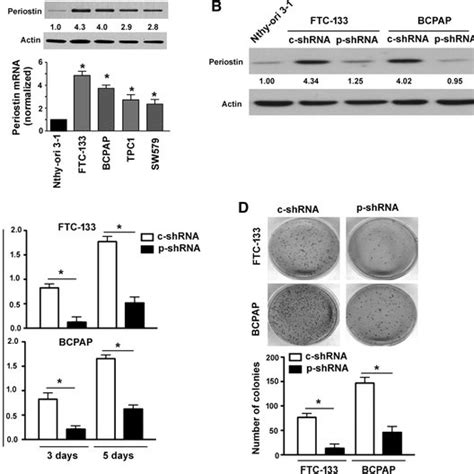 Knockdown Of Periostin Inhibits Cell Proliferation And Colony Formation