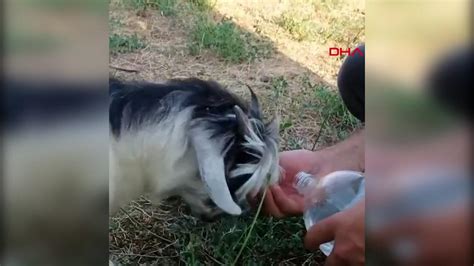 Siirt te sıcaktan bunalan yavru keçi ve kediye su verdiler Haberler