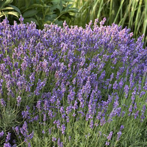 Lavandula Angustifolia Hidcote Perennial Resource