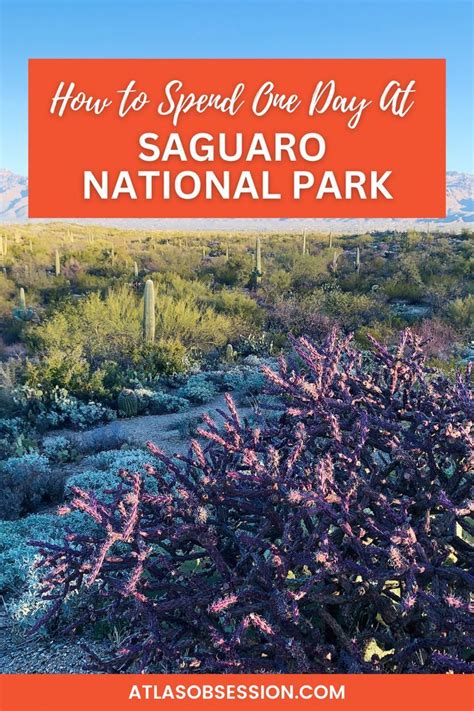 Top Things To Do With One Day At Saguaro National Park Artofit