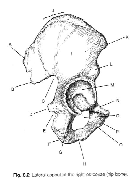 Lateral Aspect Of The Right Hip Bone Diagram Quizlet