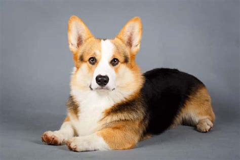 Cardigan Welsh Corgi Temperament and Puppy Info (Price, Breeders, etc)