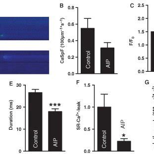 Effects Of Ca Calmodulin Dependent Protein Kinase Ii Camkii