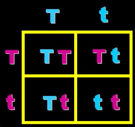 Homozygous Recessive Punnett Square