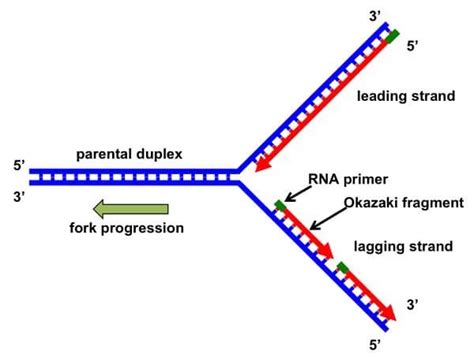 Dna Replication Drawing Simple Dna Replication Steps Diagram Quizlet