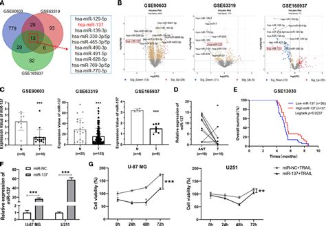 Frontiers A MiR 137 XIAP Axis Contributes To The Sensitivity Of TRAIL