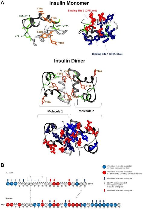 A 3d Structures Of Insulin Monomer And Dimer Extracted From The Download Scientific Diagram