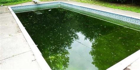 Cómo limpiar una piscina verde paso a paso Limpiapedia