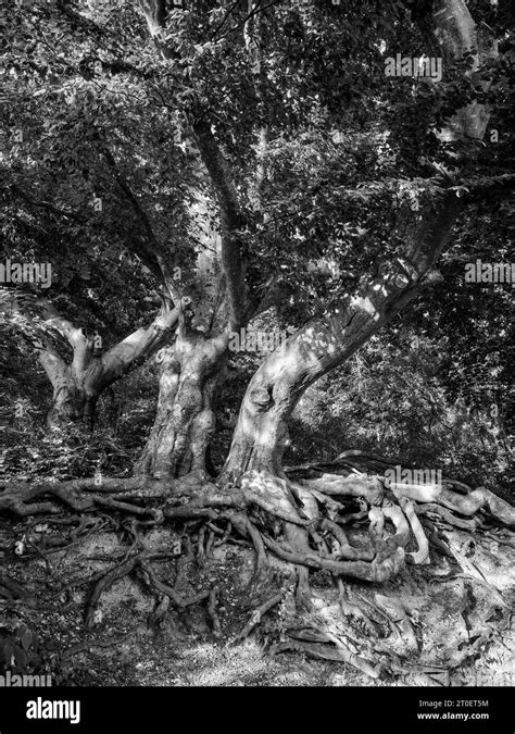 Old Beech Tree In Andechs Stock Photo Alamy