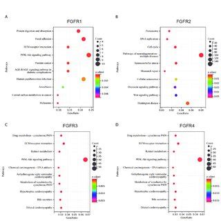 The MRNA Expression Levels Of FGFRs In GC A The Differential